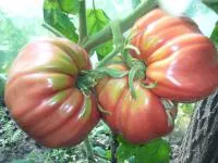 Семена гигантских помидор