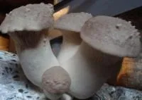 Мицелий Белый степной гриб