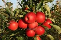 Гала Маст(Н.Зеландия) — Саженцы яблони