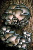 Мицелий грибов Вешенка. Штамм НК-35 (серая вешенка)