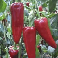 Перец сладкий ПОРТЕКА F1 (1000 семян) (PR) Rijk Zwaan