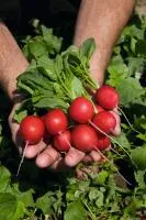 Редис РЕГГЕ (500 грамм) Bejo