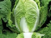 Капуста пекинская ПРЕДУРО F1 (2500 семян) Takii Seeds