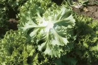 Салат батавия ФАНТАЙМ (5000 семян) Syngenta