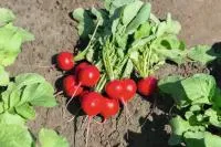 Редис РОЧАС F1 2,75-3,00 (5000 семян) прец. Bejo