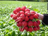 Редис РОЗЕТТА F1 3,00-3,25 (50 000 семян) прец. Bejo