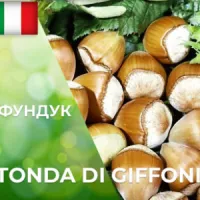 Фундук Тонда ди Гиффони TONDA DI GIFFONI