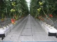 Теплицы садовые