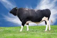 Сперма быков породы украинско черно-рябая молочная