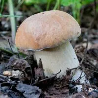 Мицелий Белый гриб березовый (Boletus betulicola)